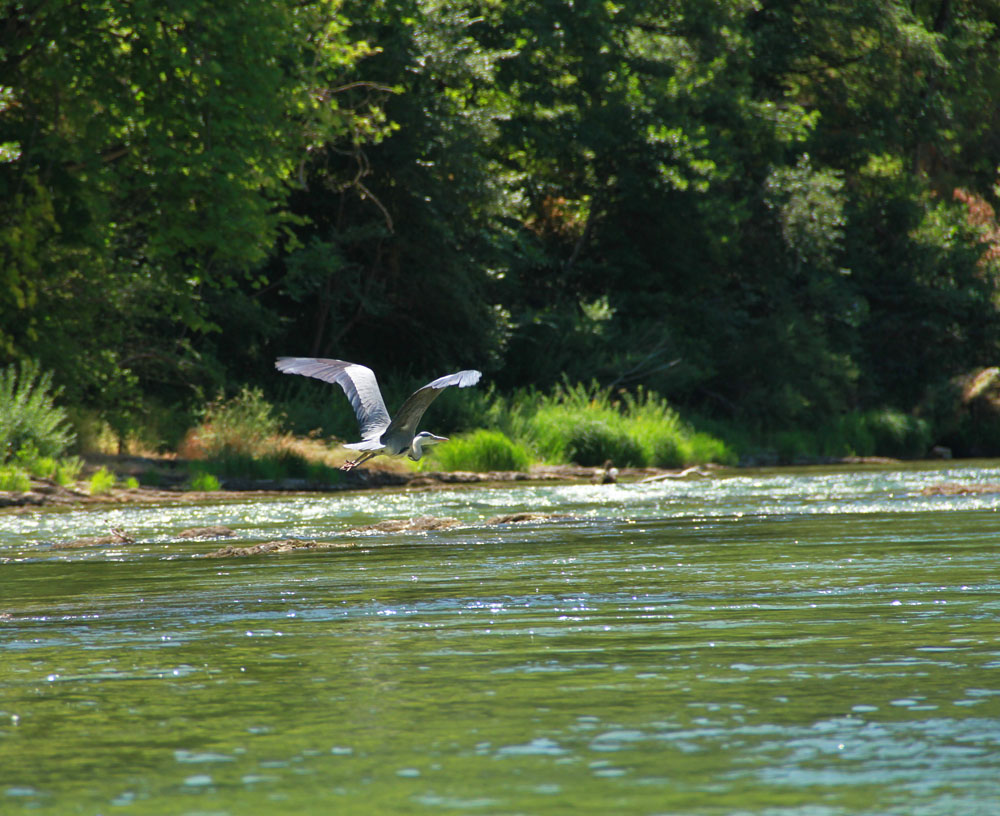 heron4