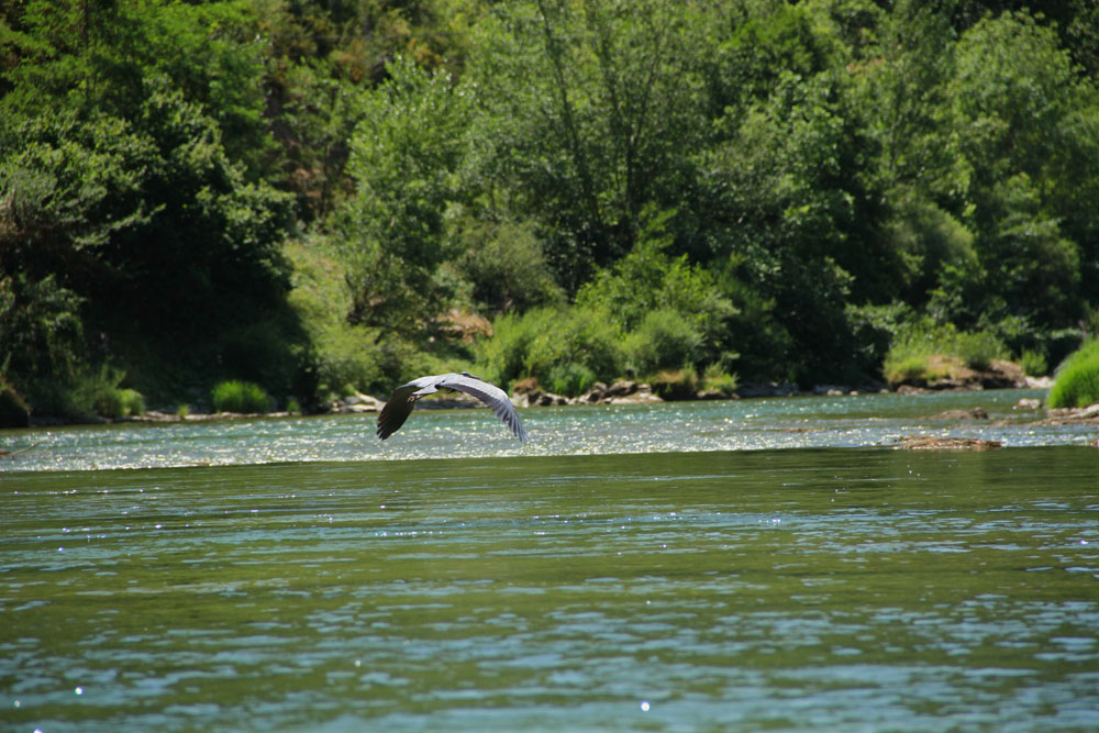 heron5