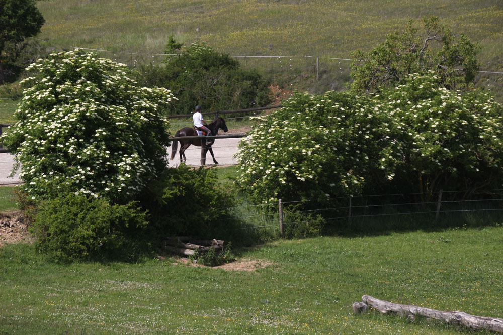 cheval travail