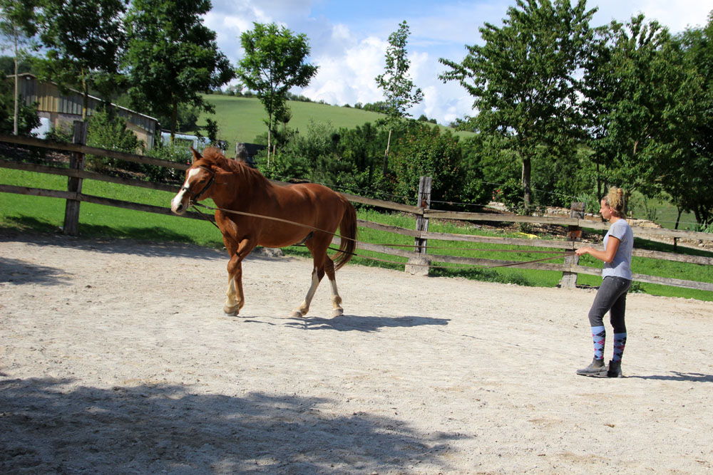 cheval travail2