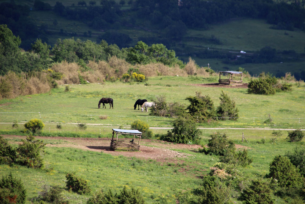 chevaux pature