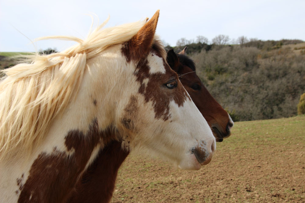 chevaux