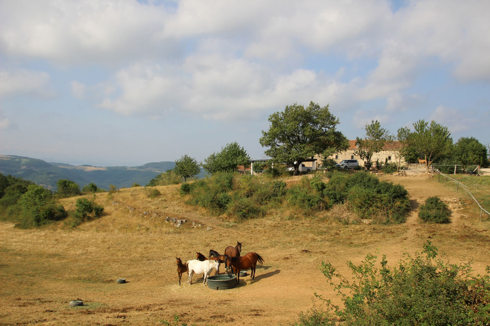 domaine poulains