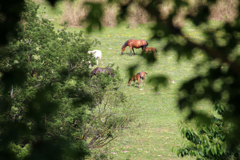 printemps poulains