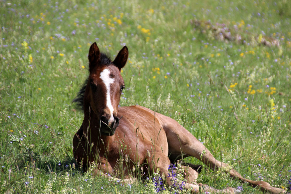 printemps poulains3