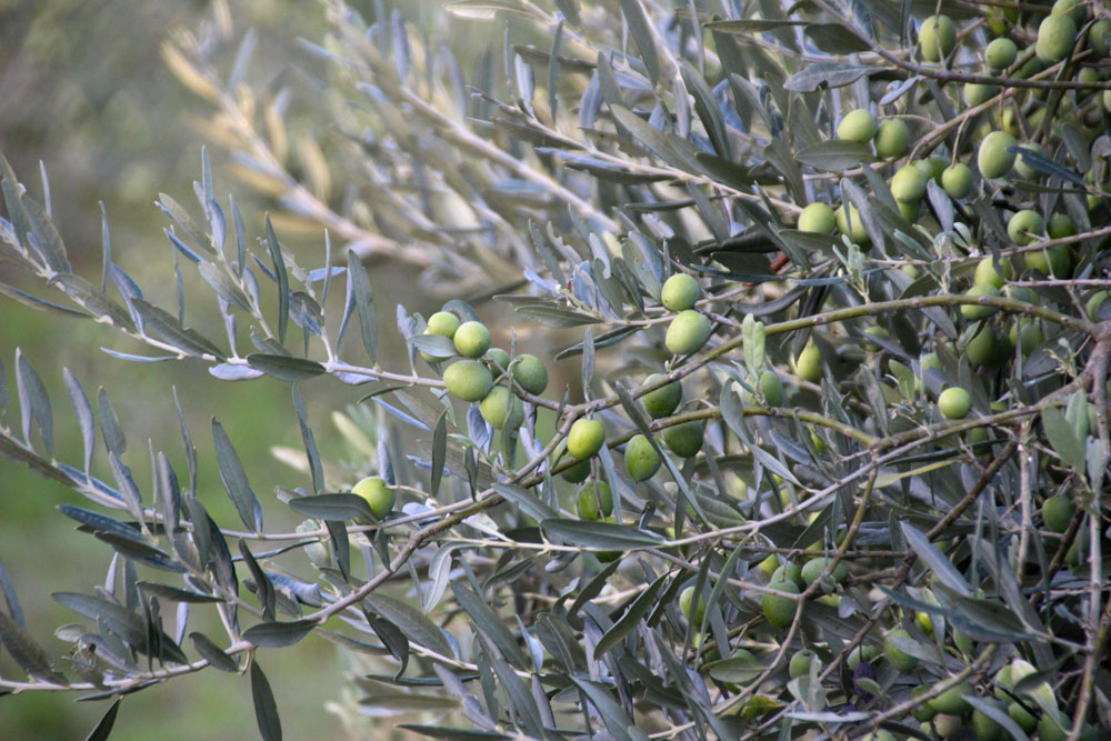 olive