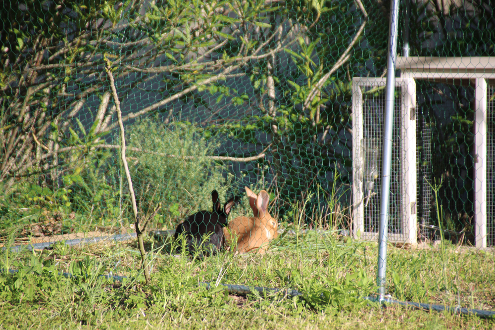 lapins