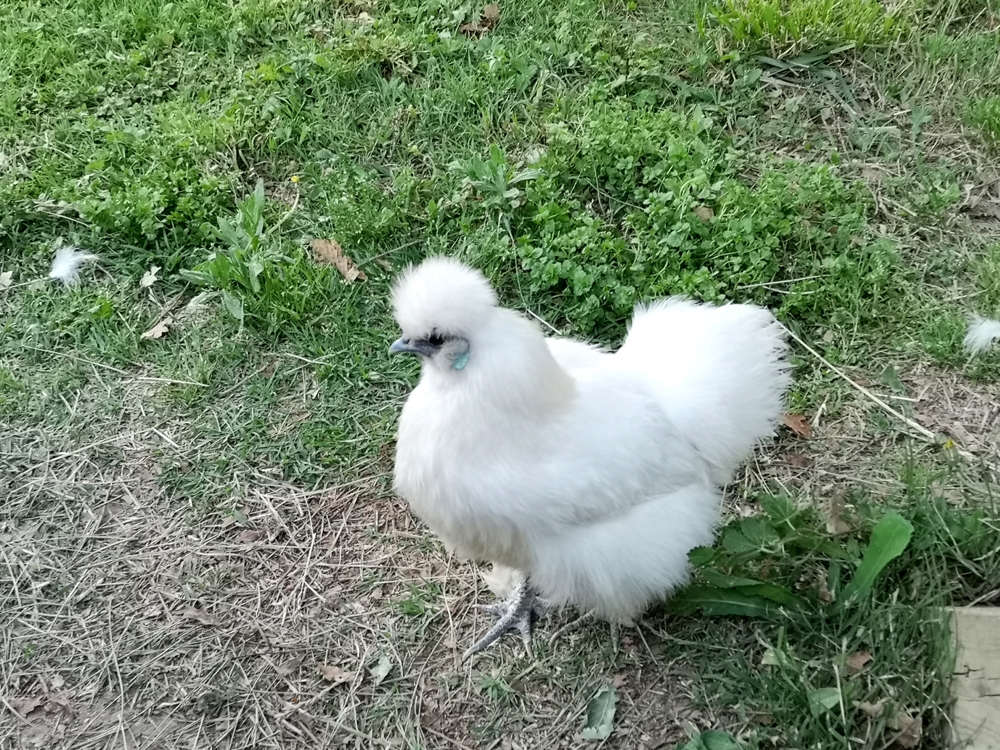 poules2