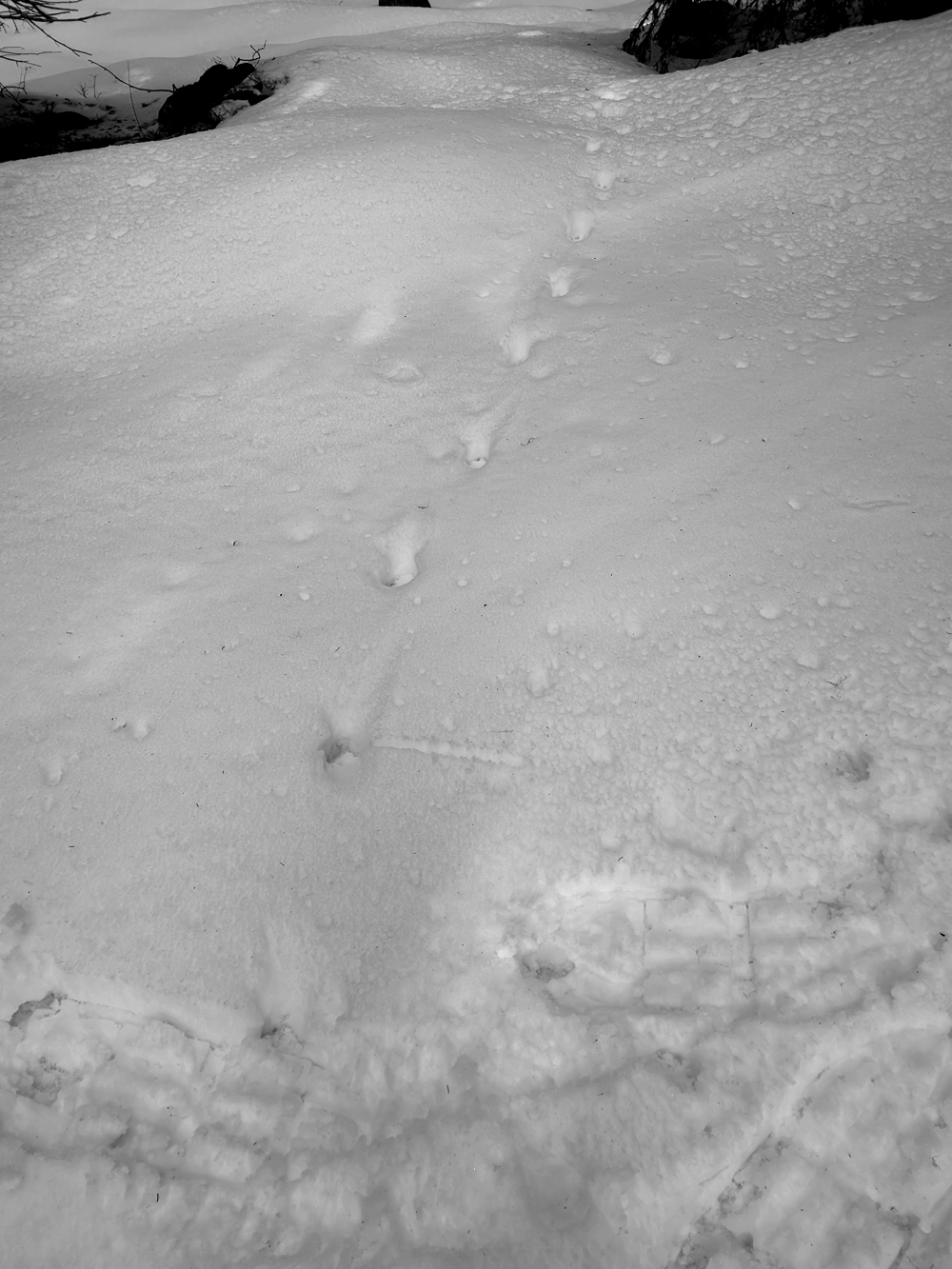 loup trace