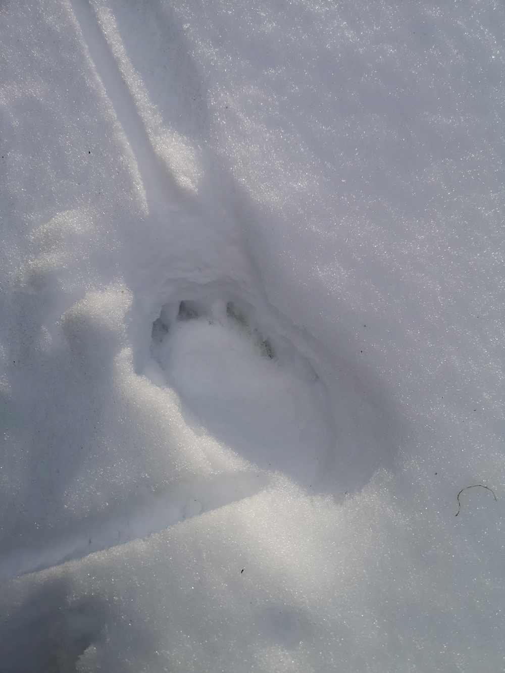 loup