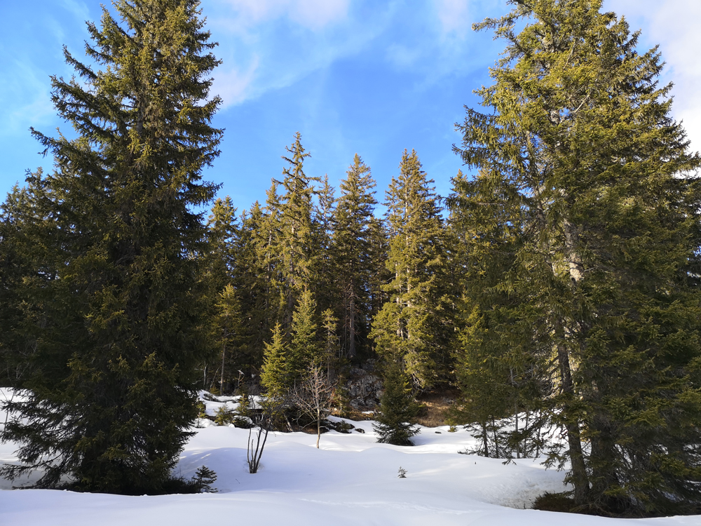 paysage2