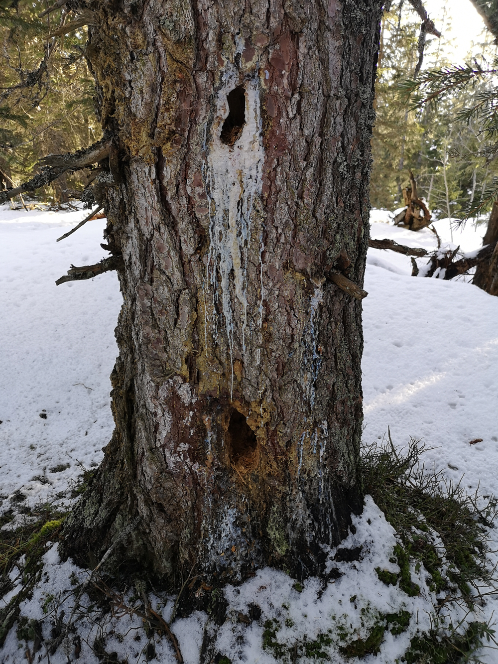 trou arbre