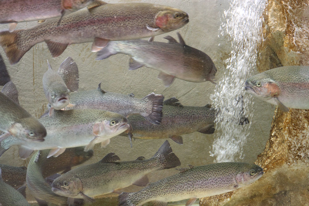 conservatoire5