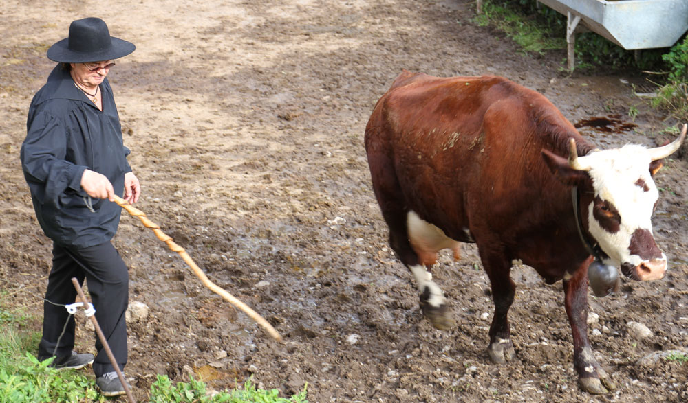 marc veyrat vache