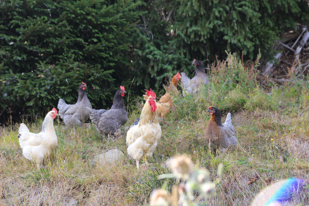 poules