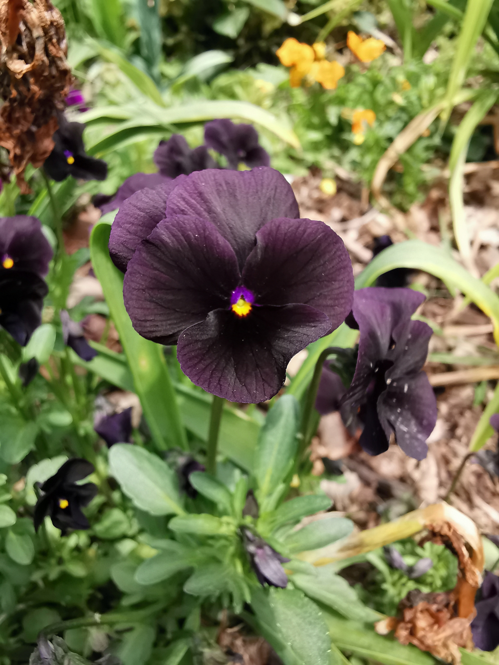 fleur