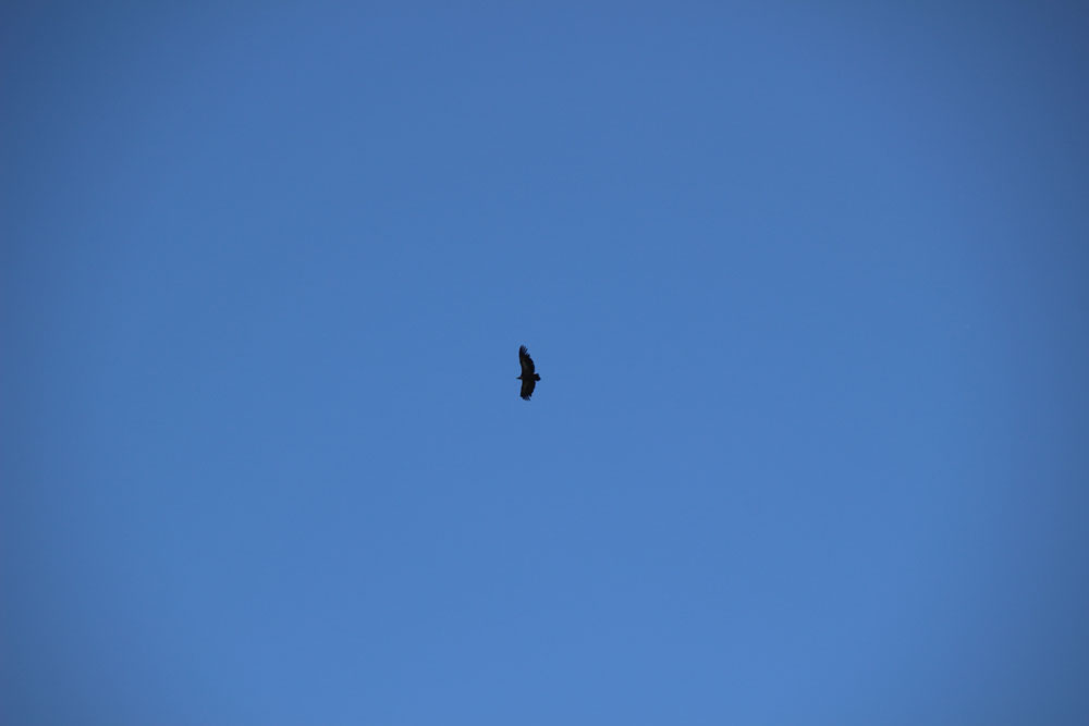 vautour