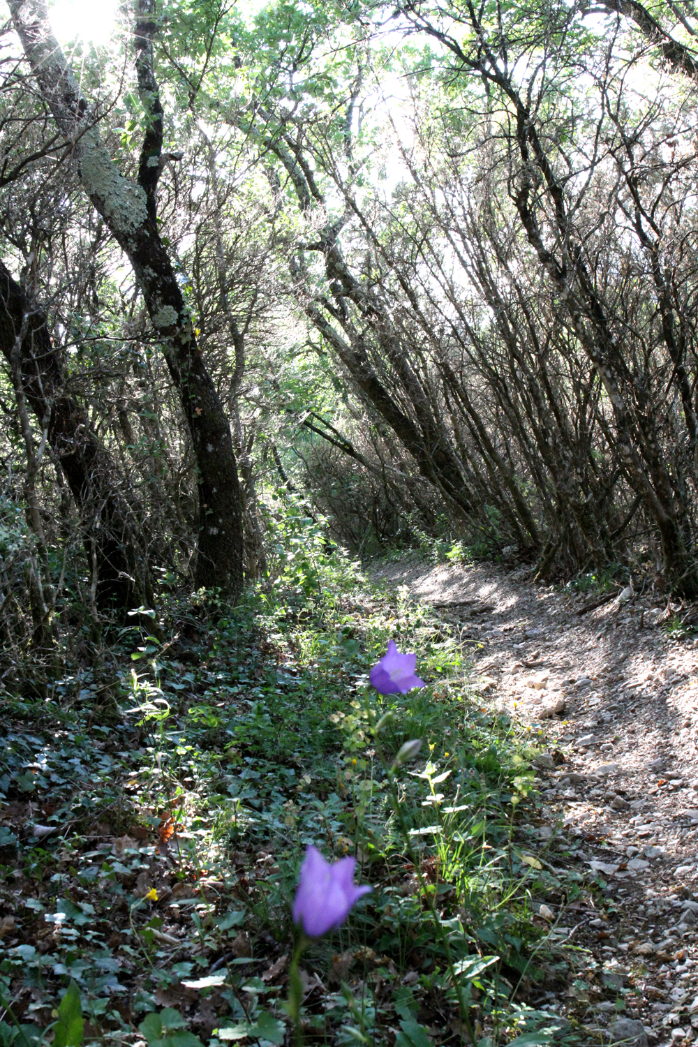sentier2