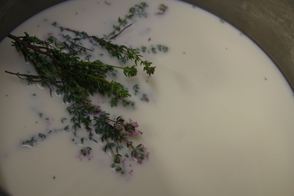 lait thym