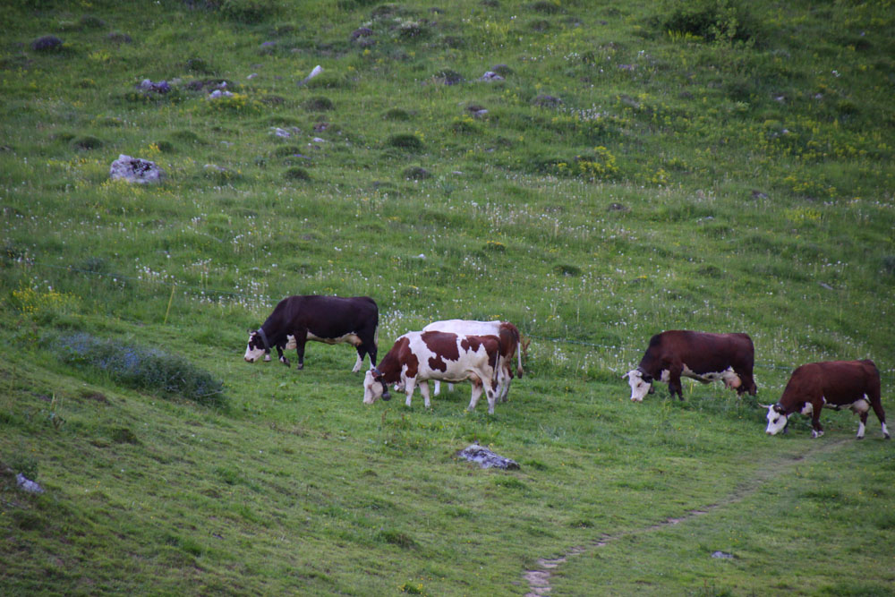 vache