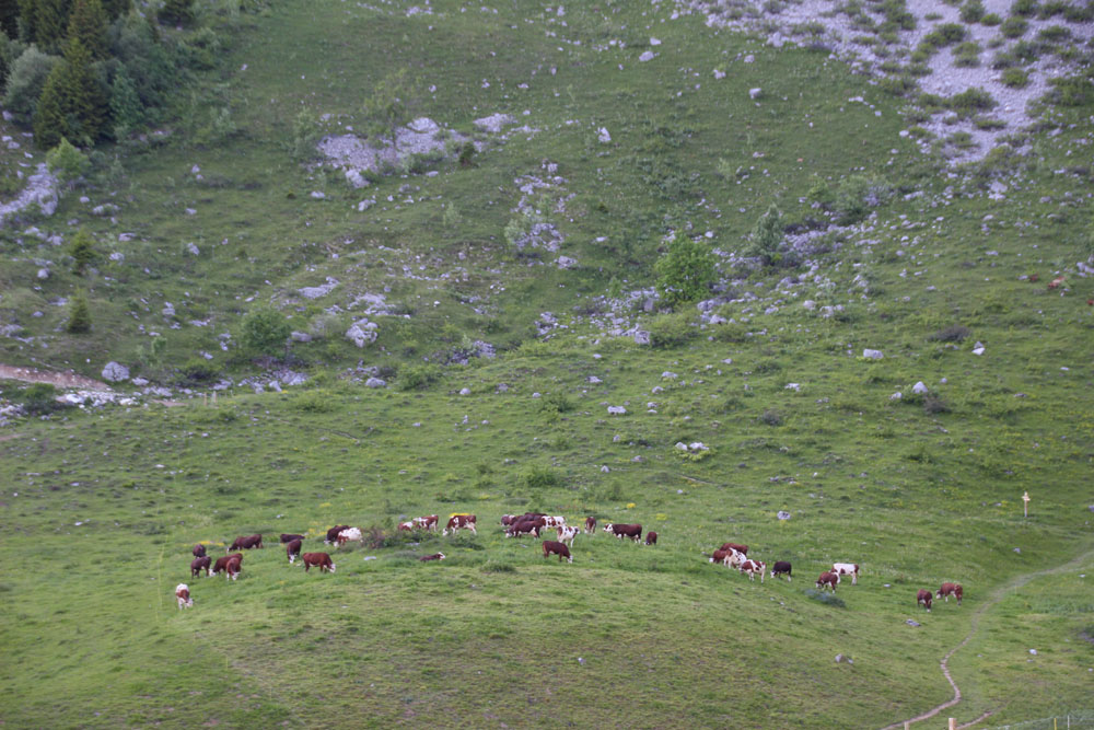 vache2