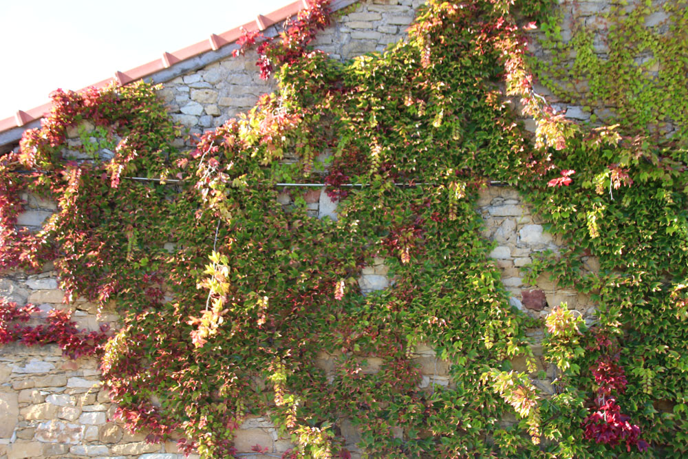 automne