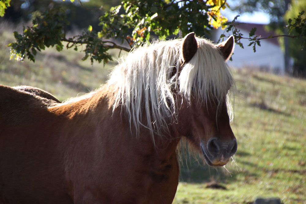 cheval