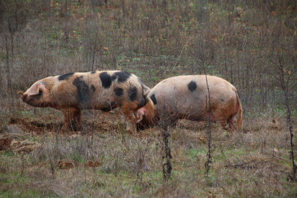 cochon2