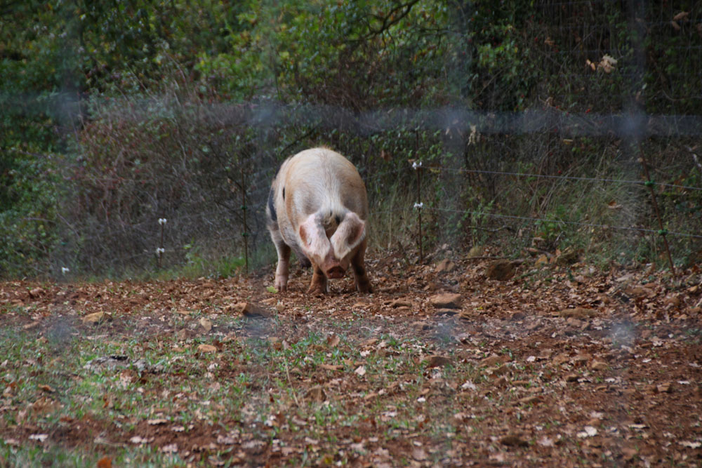 cochon3