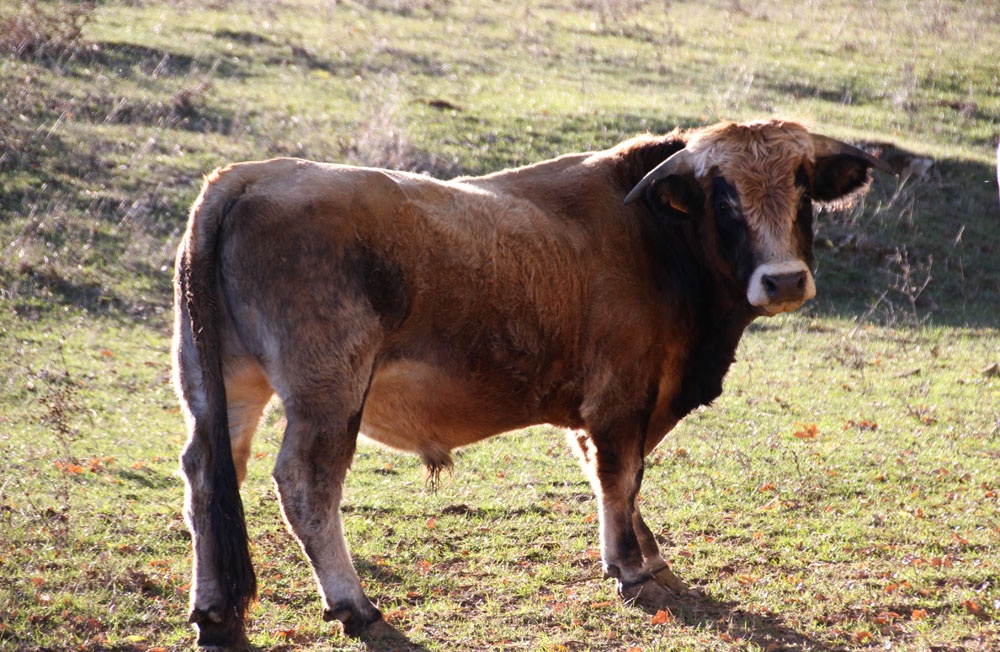 taureau2