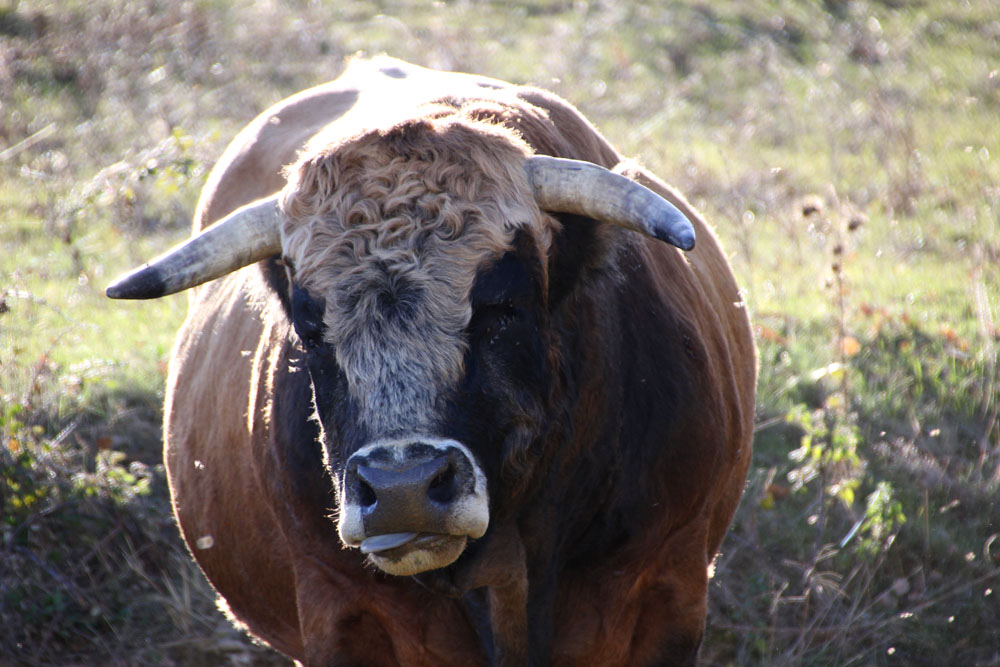 taureau3