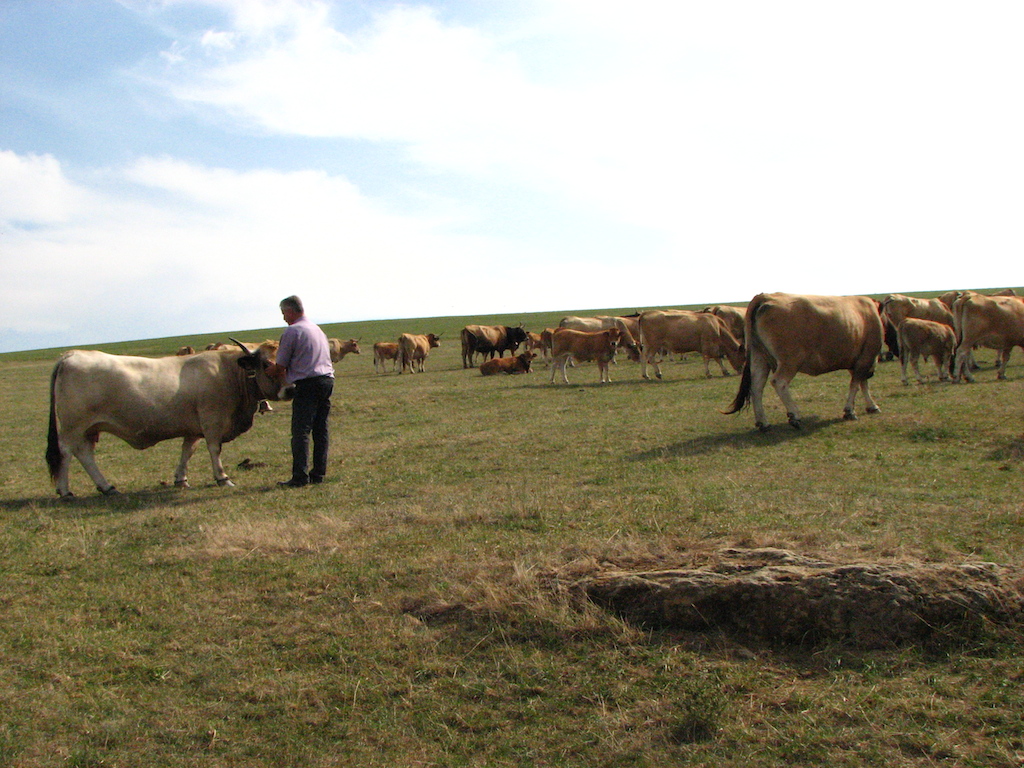 vaches francis