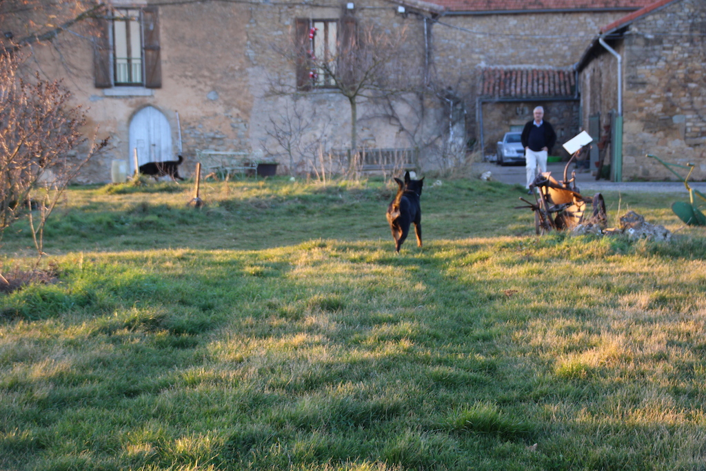 chien