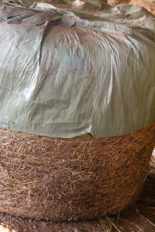 ensilage