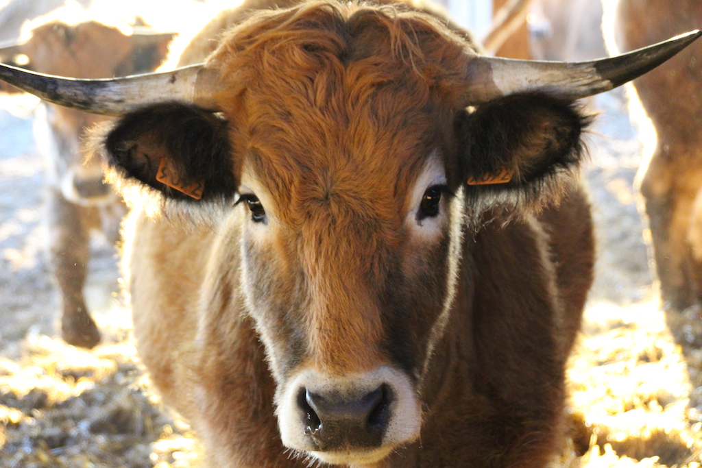 vache2