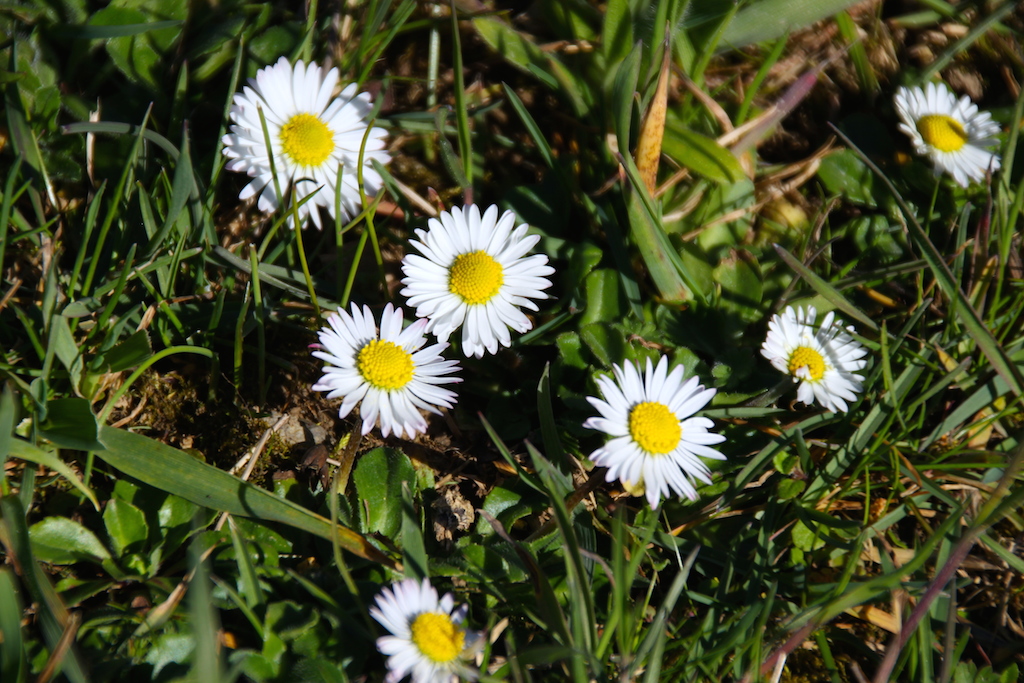 marguerite