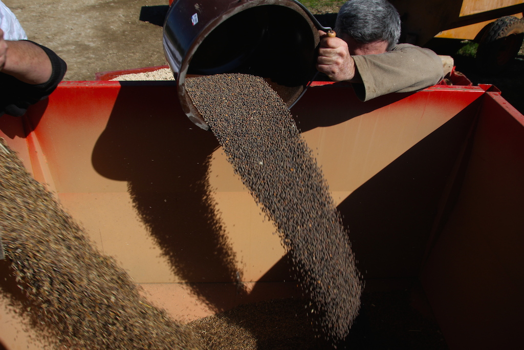 melange grain