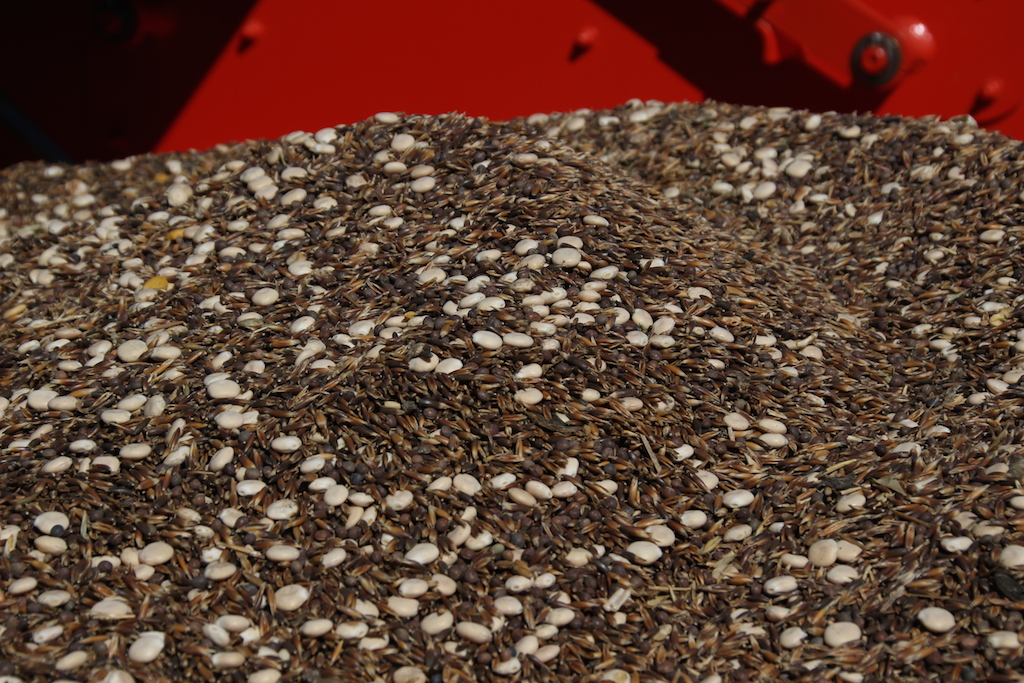 melange grain7