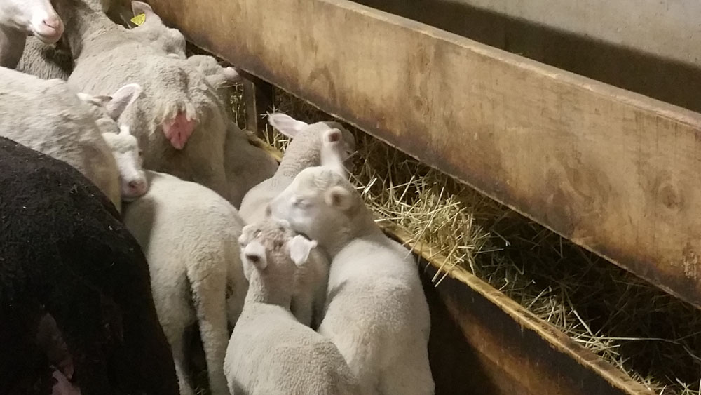 mouton2