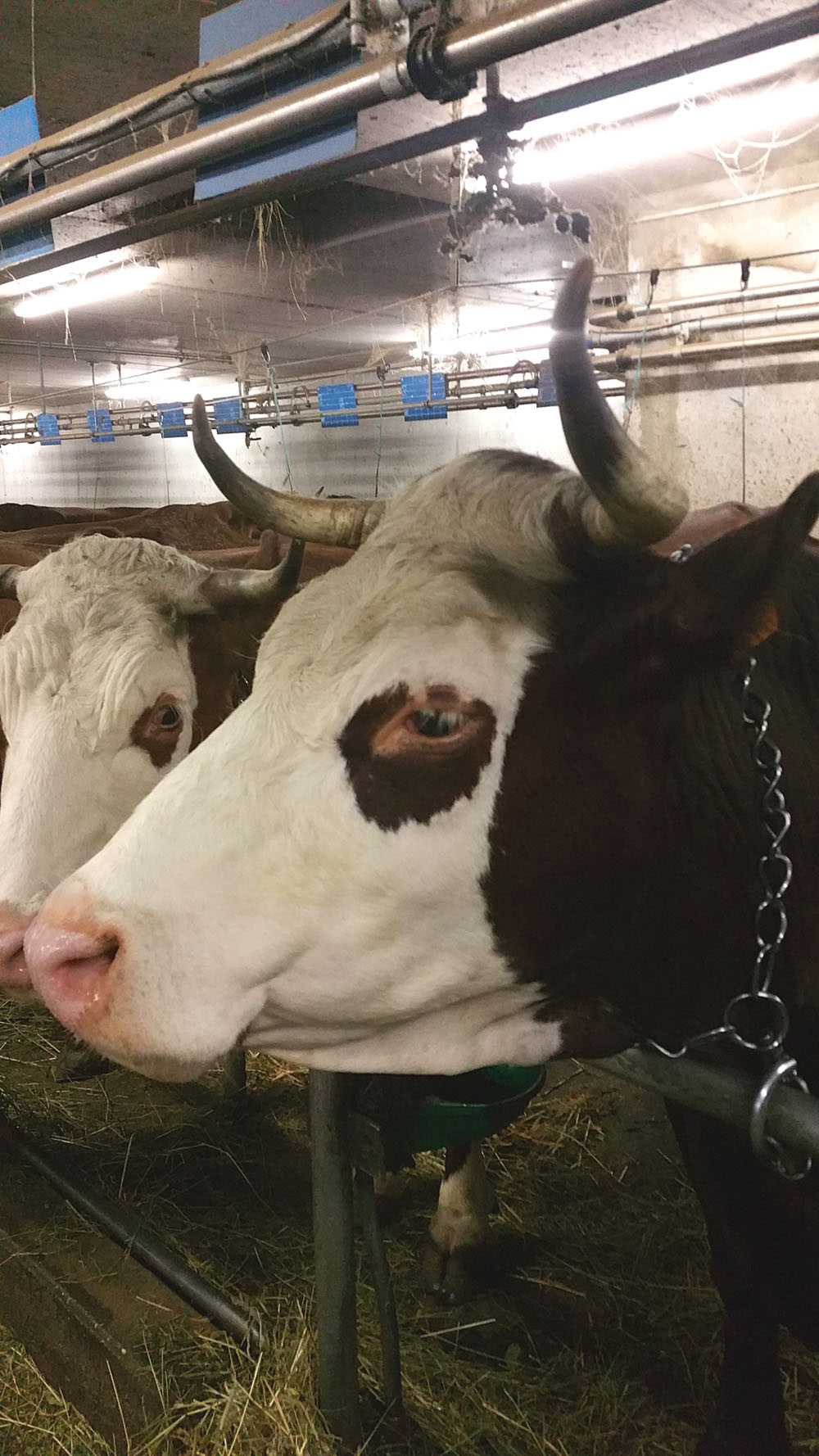 vache2
