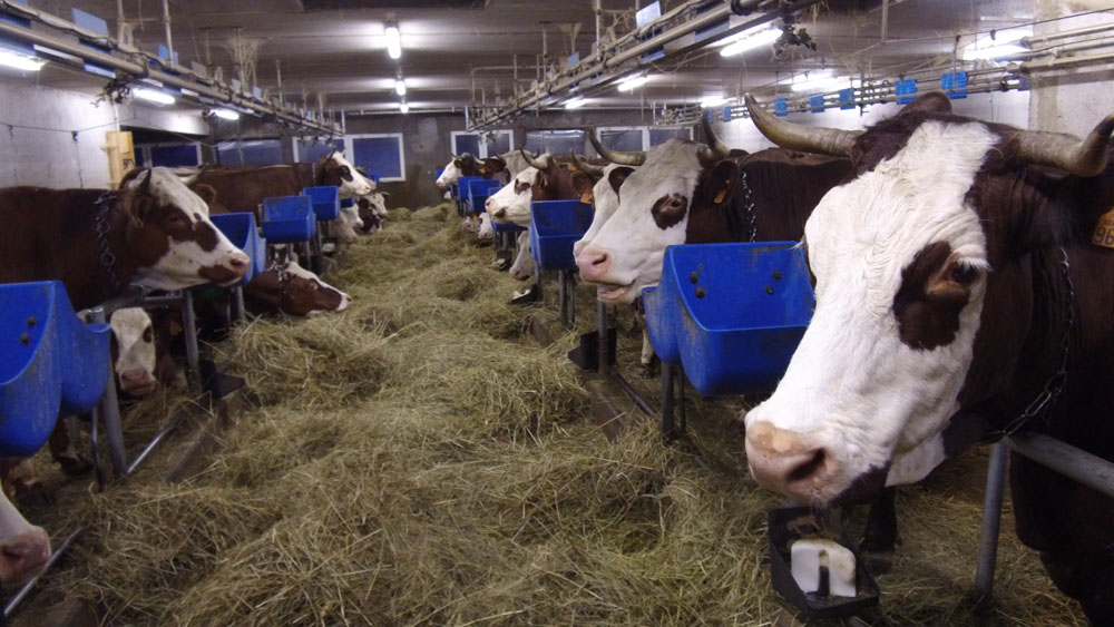 vaches2